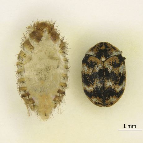 A cast skin and adult beetle of the Varied carpet beetle